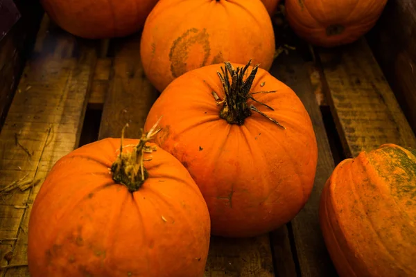 Vacker stor orange pumpa under Halloween semester — Stockfoto