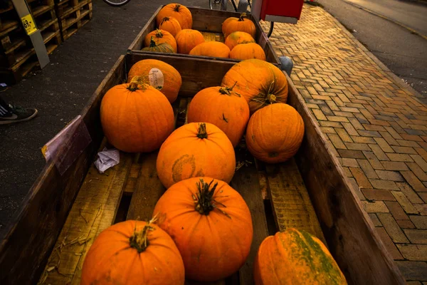 Vacker stor orange pumpa under Halloween semester — Stockfoto