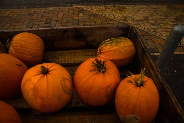 Vacker stor orange pumpa under Halloween semester — Stockfoto