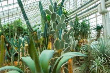 Aarhus, Danimarka: Aarhus 'taki botanik bahçesinde sera