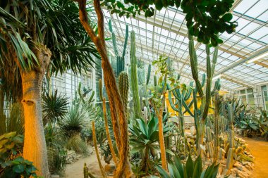Aarhus, Danimarka: Aarhus 'taki botanik bahçesinde sera
