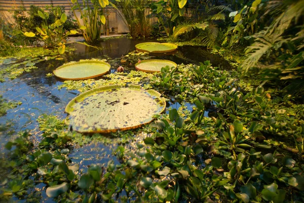 Орхус, Дания: Теплица в ботаническом саду в Орхусе — стоковое фото