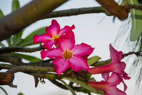 NHA TRANG, VIETNAM - APRILE 2016: Bellissimo fiore — Foto Stock