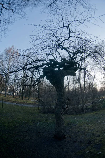 Russia Saint Petersburg View Beautiful Unusual Tree Curved Branches — Stock fotografie
