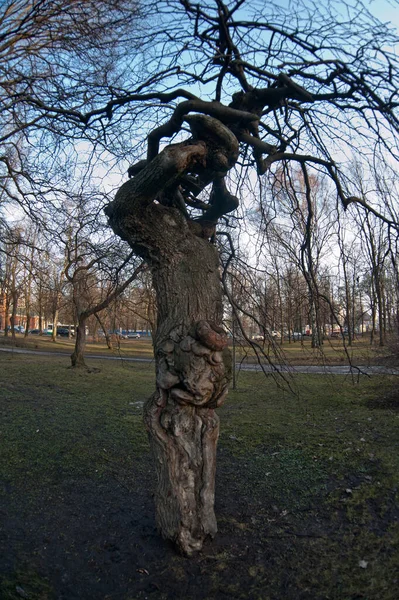 Russia Saint Petersburg View Beautiful Unusual Tree Curved Branches — Stock fotografie