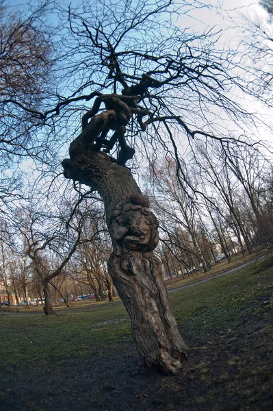Rússia Saint Petersburg Vista Uma Árvore Bonita Incomum Ramos Curvos — Fotografia de Stock