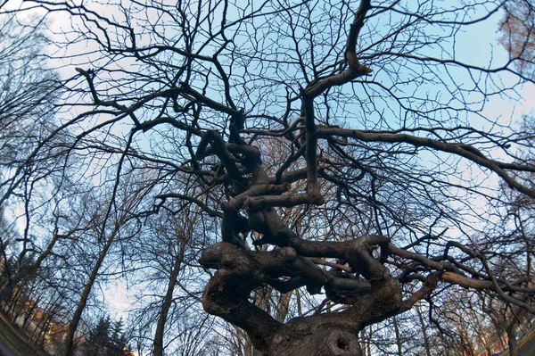 Russia Saint Petersburg View Beautiful Unusual Tree Curved Branches — Φωτογραφία Αρχείου