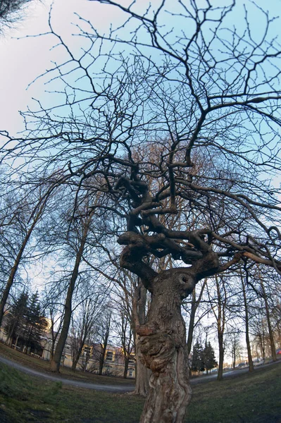 Rússia Saint Petersburg Vista Uma Árvore Bonita Incomum Ramos Curvos — Fotografia de Stock