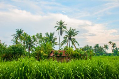 Güzel peyzaj alanları ve Bali Amed şehir ağaçlarda. Endonezya