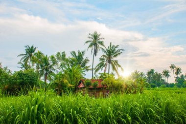 Güzel peyzaj alanları ve Bali Amed şehir ağaçlarda. Endonezya
