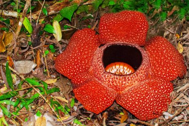 Rafflesia, dünyanın en büyük çiçek. Ranau Sabah, Borneo bulunan bu tür. Malezya