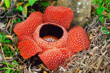 Rafflesia, dünyanın en büyük çiçek. Ranau Sabah, Borneo bulunan bu tür. Malezya