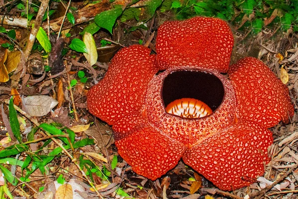 Rafflesia Fiore Più Grande Del Mondo Questa Specie Trova Ranau — Foto Stock