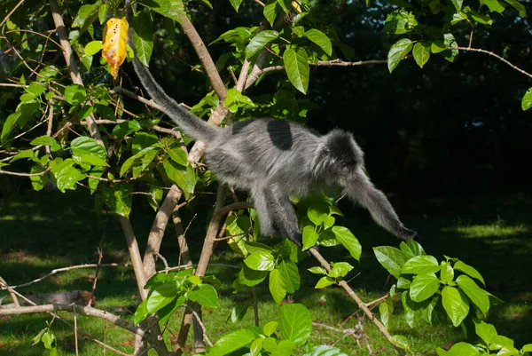 Gümüş Yapraklı Maymun Ağaçta Incir Arıyor Bako Milli Parkı Malezya — Stok fotoğraf