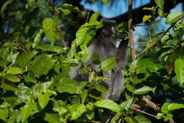 Αργυρόφυλλη Μαϊμού Ψάχνει Για Σύκα Στο Δέντρο Bako National Park — Φωτογραφία Αρχείου