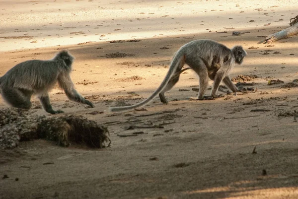 Macaco Prateado Corre Praia Bako National Park Malásia Bornéu Sarawak — Fotografia de Stock