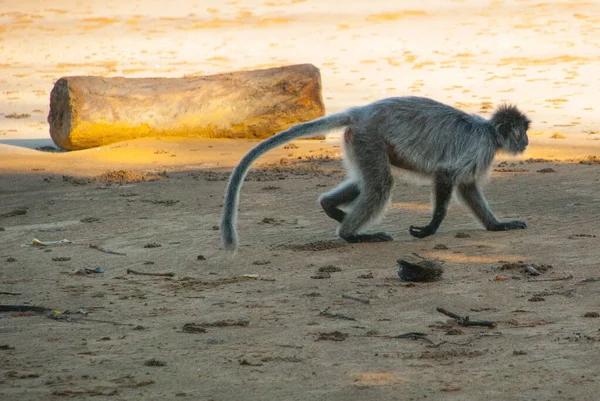 Macaco Prateado Corre Praia Bako National Park Malásia Bornéu Sarawak — Fotografia de Stock