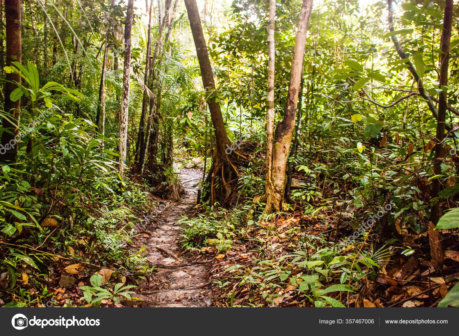 Bako Kuching Sarawak Borneo Malaysia Beautiful Landscape Views Jungle Bako Stock Photo Image By C A1804 357467006