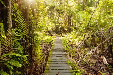 BAKO, KUCHING, SARAWAK, BORNEO, MALAYSIA: Bako Ulusal Parkı, Malezya 'daki orman manzaralı güzel manzara