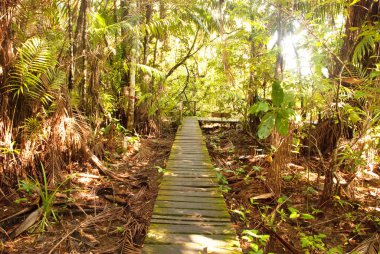 BAKO, KUCHING, SARAWAK, BORNEO, MALAYSIA: Bako Ulusal Parkı, Malezya 'daki orman manzaralı güzel manzara