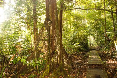 BAKO, KUCHING, SARAWAK, BORNEO, MALAYSIA: Bako Ulusal Parkı, Malezya 'daki orman manzaralı güzel manzara