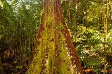 BAKO, KUCHING, SARAWAK, BORNEO, MALAYSIA: Bako Ulusal Parkı, Malezya 'daki orman manzaralı güzel manzara