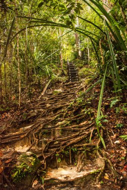 BAKO, KUCHING, SARAWAK, BORNEO, MALAYSIA: Bako Ulusal Parkı, Malezya 'daki orman manzaralı güzel manzara