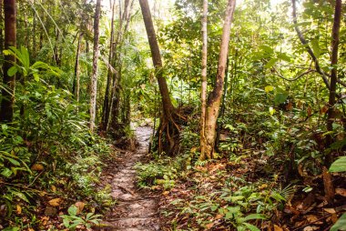 BAKO, KUCHING, SARAWAK, BORNEO, MALAYSIA: Bako Ulusal Parkı, Malezya 'daki orman manzaralı güzel manzara
