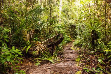 BAKO, KUCHING, SARAWAK, BORNEO, MALAYSIA: Bako Ulusal Parkı, Malezya 'daki orman manzaralı güzel manzara