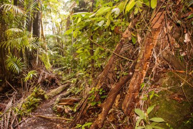 BAKO, KUCHING, SARAWAK, BORNEO, MALAYSIA: Bako Ulusal Parkı, Malezya 'daki orman manzaralı güzel manzara