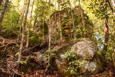 BAKO, KUCHING, SARAWAK, BORNEO, MALAYSIA: Bako Ulusal Parkı, Malezya 'daki orman manzaralı güzel manzara