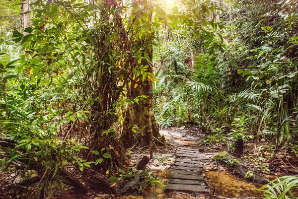 Bako Kuching Sarawak Borneo Malasia Hermoso Paisaje Con Vistas Selva —  Fotos de Stock