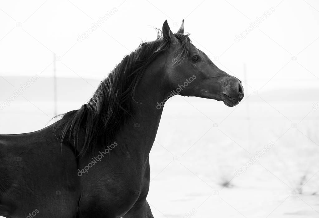 black arabic horse