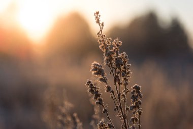 Işığın Işığı