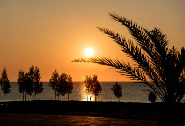 sunrise, palmiye ağaçları