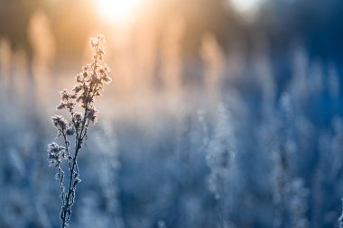 Işığın Işığı