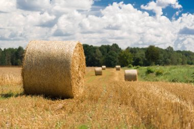 Bir çayır Hay roll