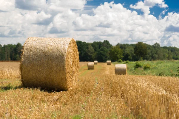 Bir çayır Hay roll