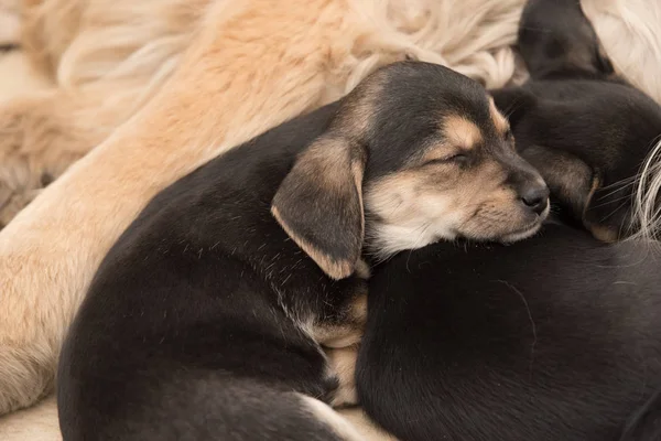Pequeños perros amapola durmiendo juntos Fotos de stock libres de derechos