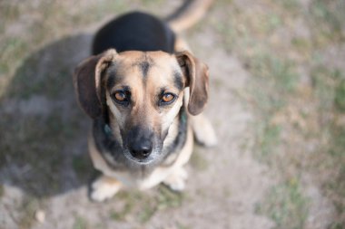 Şirin küçük köpek oturuyor ve yukarı bakıyor.