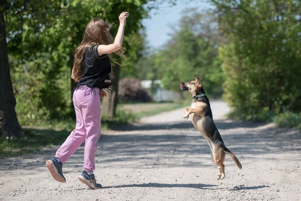 Mädchen lehrt einen kleinen Hund — Stockfoto