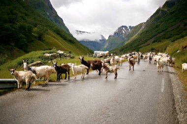 Flam yakınlarındaki Underdal köyünde keçiler