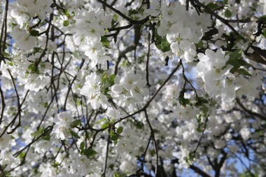 Moskova'da Mayıs ayında çiçek açması elma ağacı