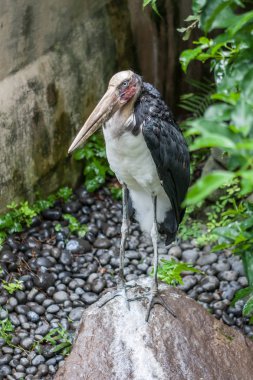 Daha az emir subayı, Bali kuş Parkı bir egzotik kuş