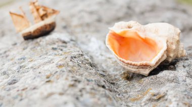  Kaba taştan bir arka planda Rapan kabuğu, arkadan bir geminin silueti