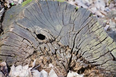 Tahta testereyle kesilmiş arka planda çatlaklar ve gri çiçekler var..