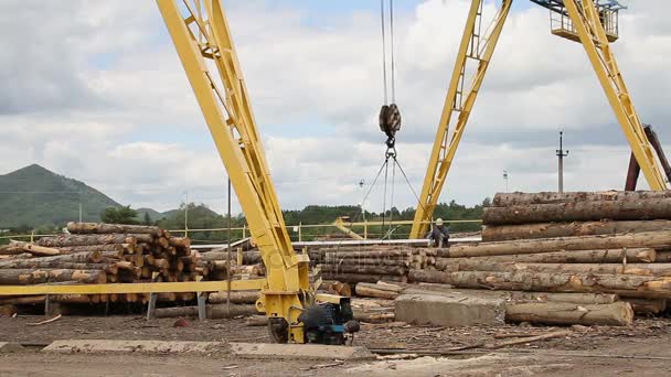 Scierie. La grue abaisse les billes — Video