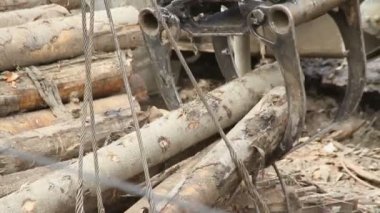 Kereste fabrikası. Vinç günlükleri kapmak