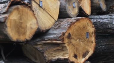 Kereste fabrikası. Günlüğe kaydeder. Yakın çekim.