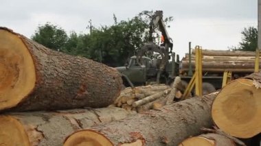 Kereste fabrikası. Bir işçi bir kamyon üzerinde bir vinç ile günlükleri taşır.